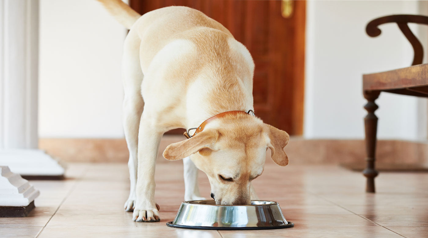 Hund Zahnstein & Ernährung – Wie Maulgesundheit und Futter zusammenhängen
