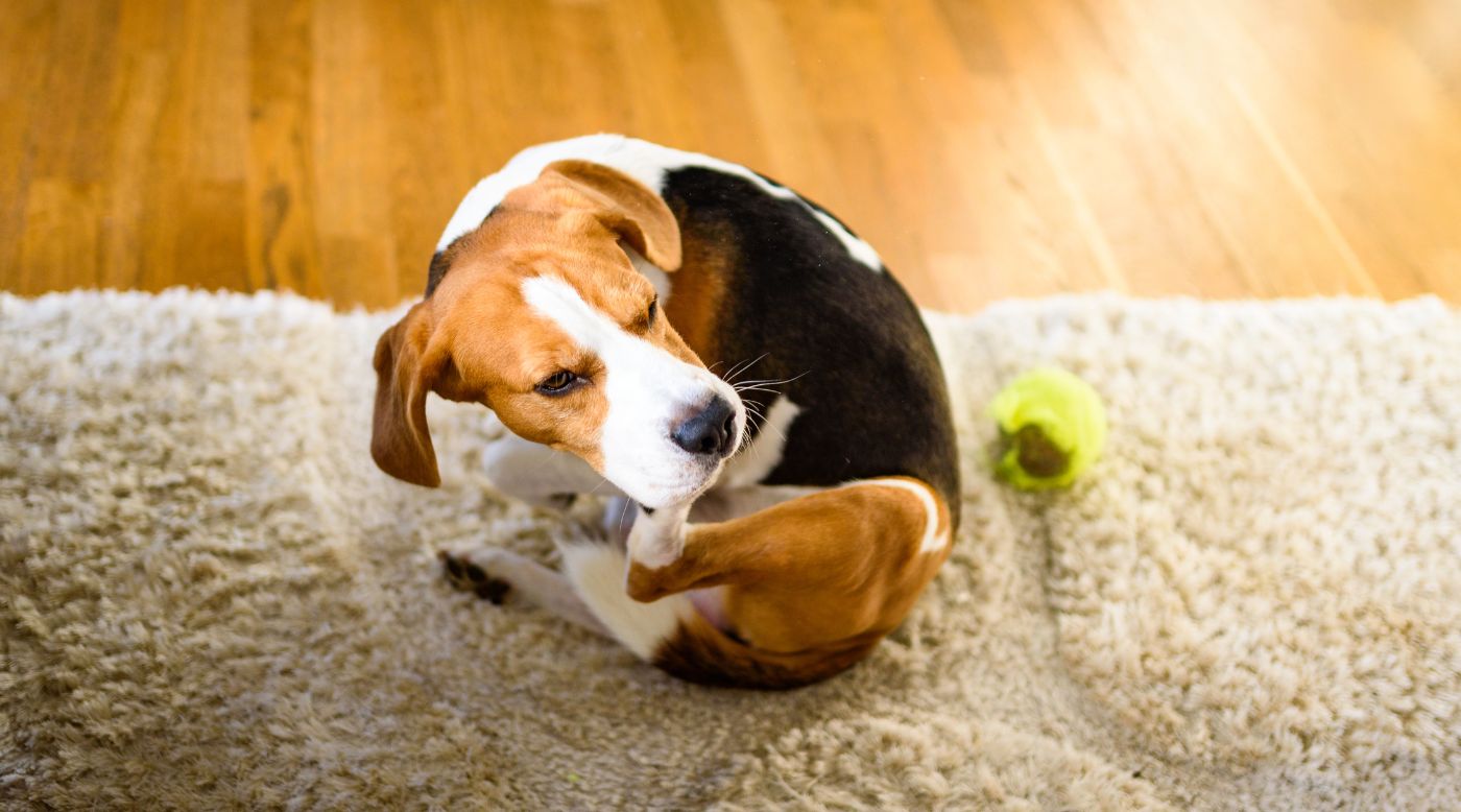 Juckende Winterhaut beim Hund – warum Fell und Haut im Januar besonders sensibel reagieren