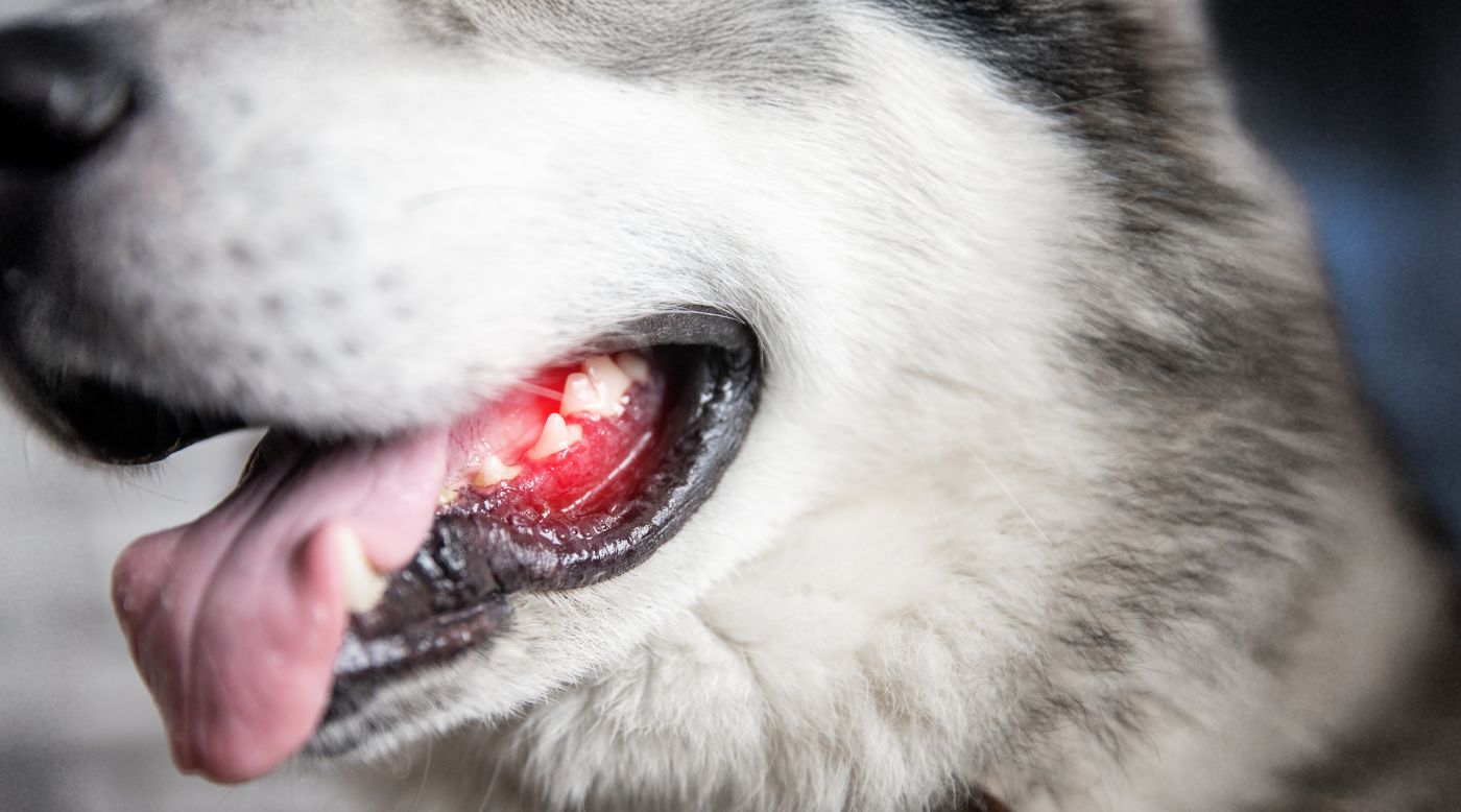 •	Nahaufnahme: verletzter Fangzahn bei Hund