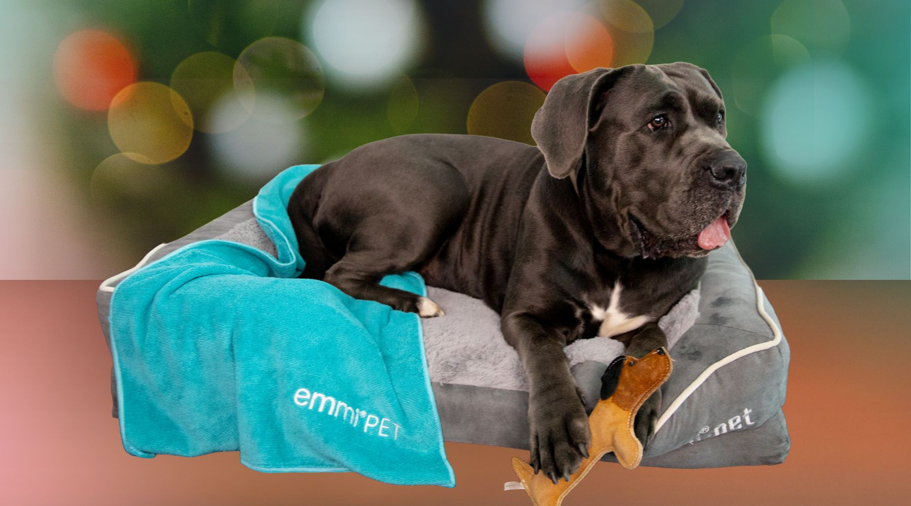 Weihnachten mit Hund: Viel Zeit zum Kuscheln!