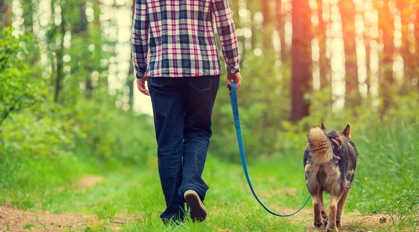 Hund läuft entspannt auf Waldweg, mehr Bewegung im Frühling