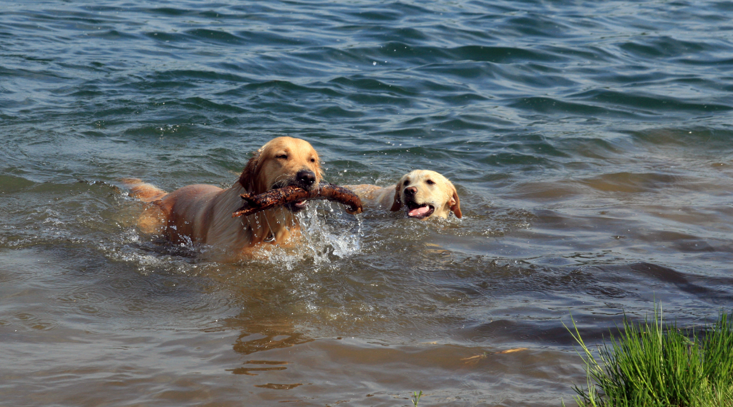 Hund springt ins Wasser