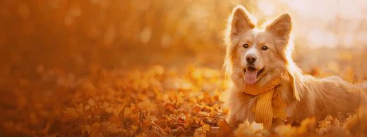 Entspannt durch den Herbst mit Hund und Katze