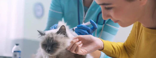 Allgemeine Gesundheitsüberwachung bei Katzen