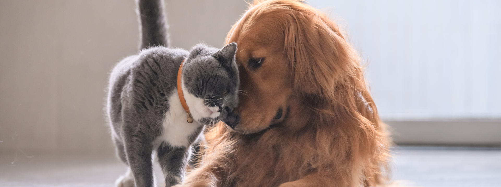 Haustiere und Einsamkeit: Hund oder Katze? Der perfekte Begleiter für dich!