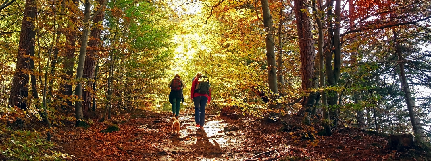 Giftige Frühlingspflanzen: Diese Blumen sind gefährlich für dein Haustier
