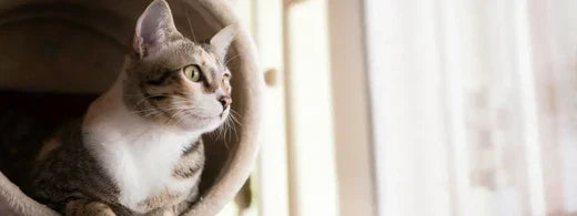 Die richtige Vorbereitung für den Einzug einer Katze