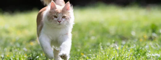 Zahnwechsel bei Katzen