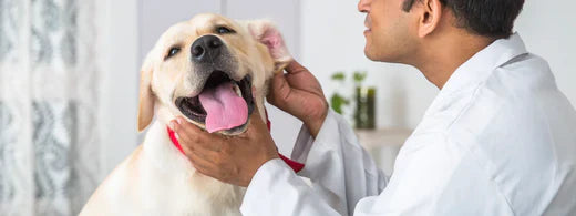 Ohrenpflege beim Hund