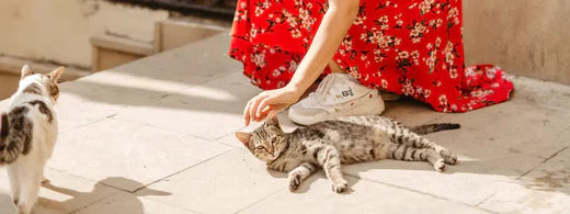 Weltkatzentag: 08.08.2021 - Internationaler Tag der Katze