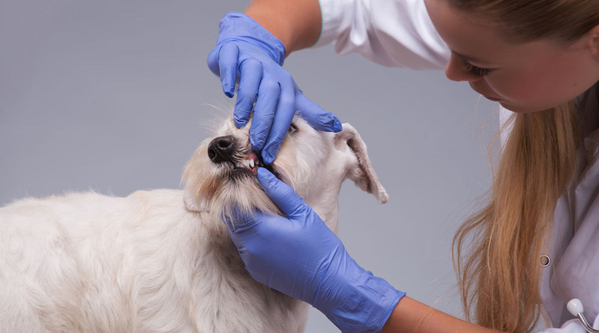 Toothache in dogs: 10 warning signs and first aid