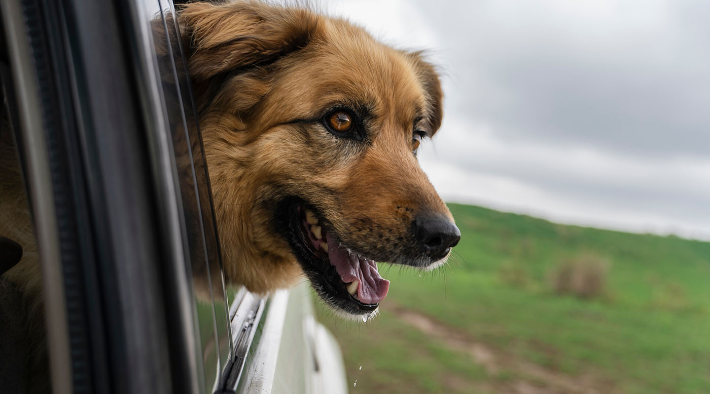 Dein Hund sabbert im Auto oder unterwegs – steckt Stress oder das Maul dahinter?