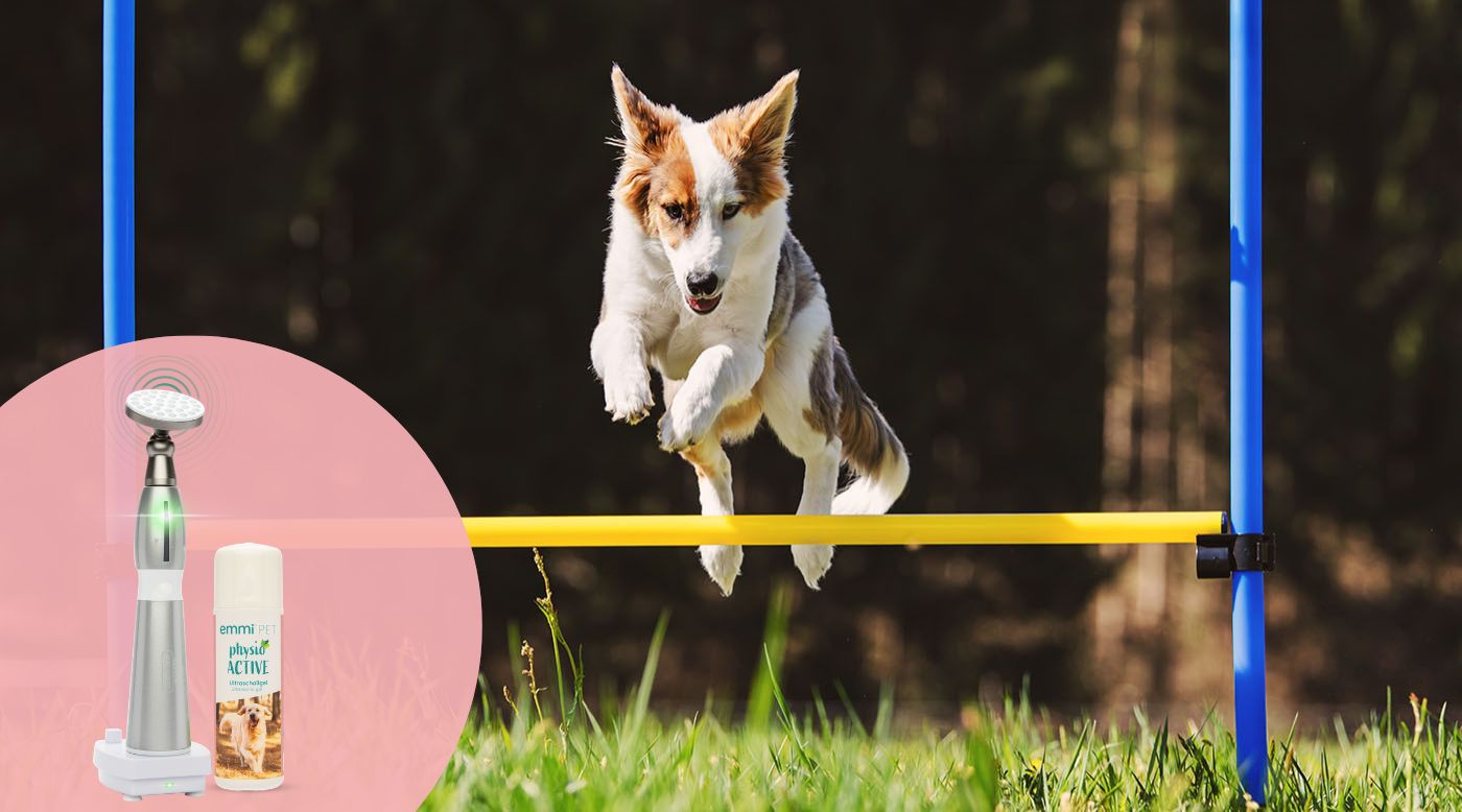 Hund springt über kleines Hindernis, Gelenkbelastung beim Training 