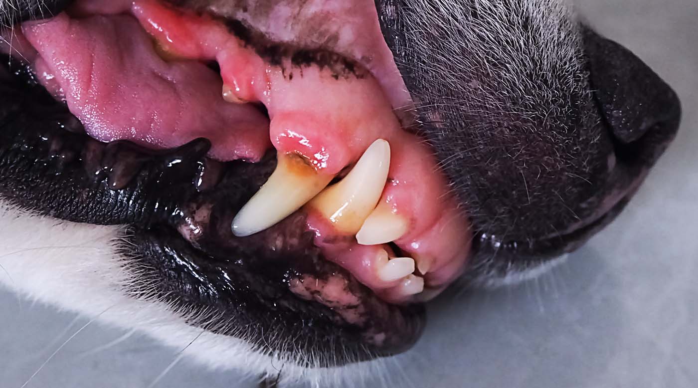 Verletzung im Maul Hund – Erste Hilfe und wie du deinem Vierbeiner richtig hilfst