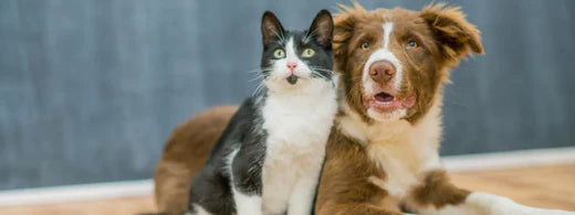 Tipps für harmonisches Zusammenleben von Hund und Katze