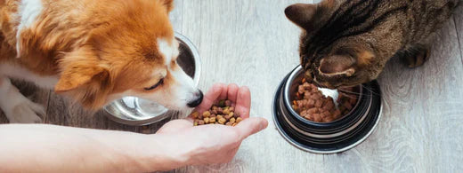 Gesunde Ernährung für Hund und Katze