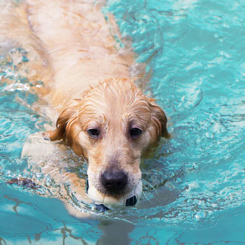 Schwimmen & Wasserspiele für Hunde und wasserliebende Katzen - Tipps, Tricks und Ideen für unvergessliche Wasserabenteuer!