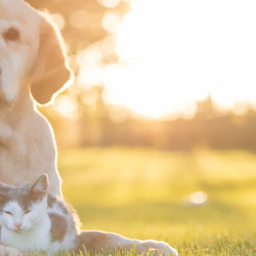 Spaß und Gesundheit für Hunde- und Katzenbesitzer im Sommer