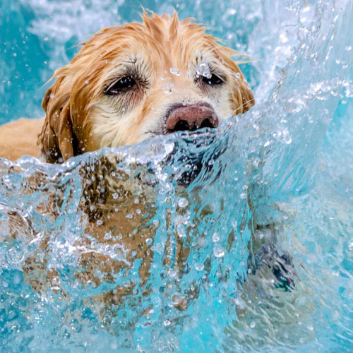 Hundepool – Die perfekte Abkühlung für deinen Vierbeiner im Sommer