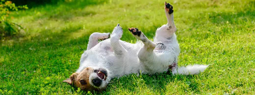 Flöhe bei Hund und Katze erkennen und behandeln!