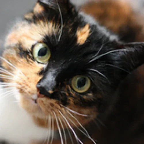 FORL in Cats - Everything You Need to Know