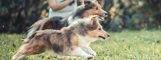 Für die Gesundheit Ihres Vierbeiners: die beste Zahnpflege für Hunde