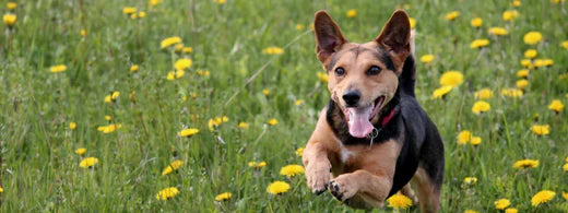 Gesunder Hund: Warum Bewegung wichtig ist!