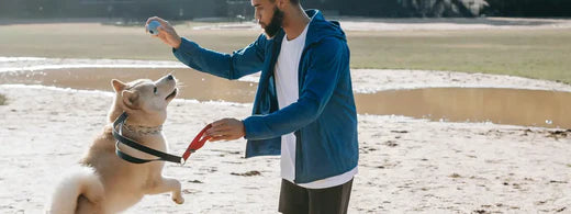 Eignen sich Tennisbälle und Stöcke zum Spielen mit dem Hund?