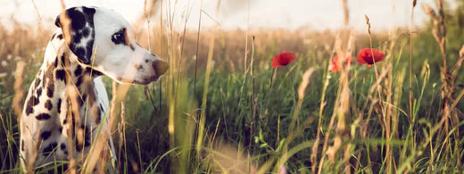 Zahnfleischentzündung beim Hund vermeiden