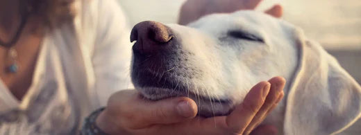 Dem Hund Zähne putzen? Darum lohnt es sich!