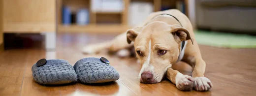 Recognizing and treating toothache in dogs | emmi-pet