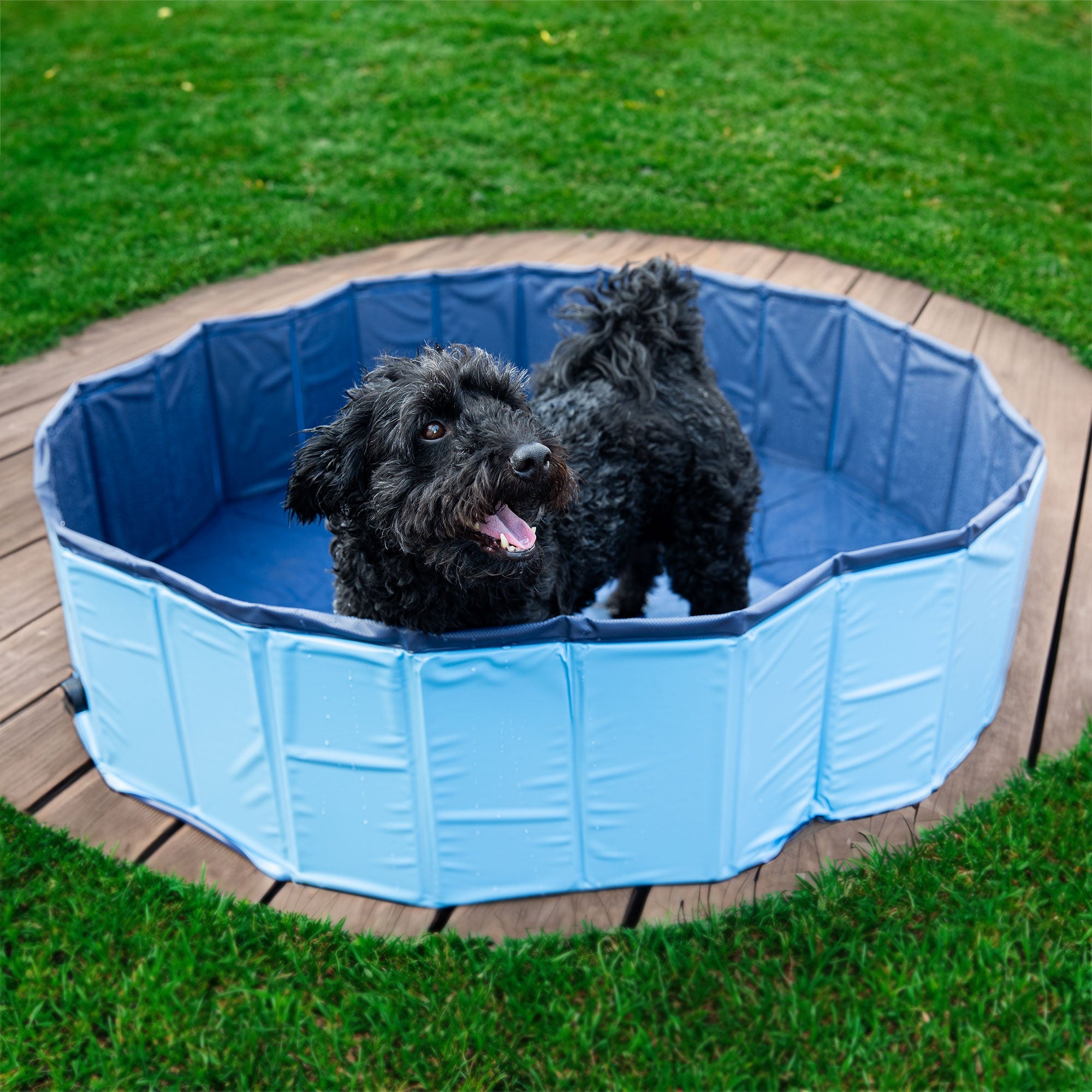 Dog pool