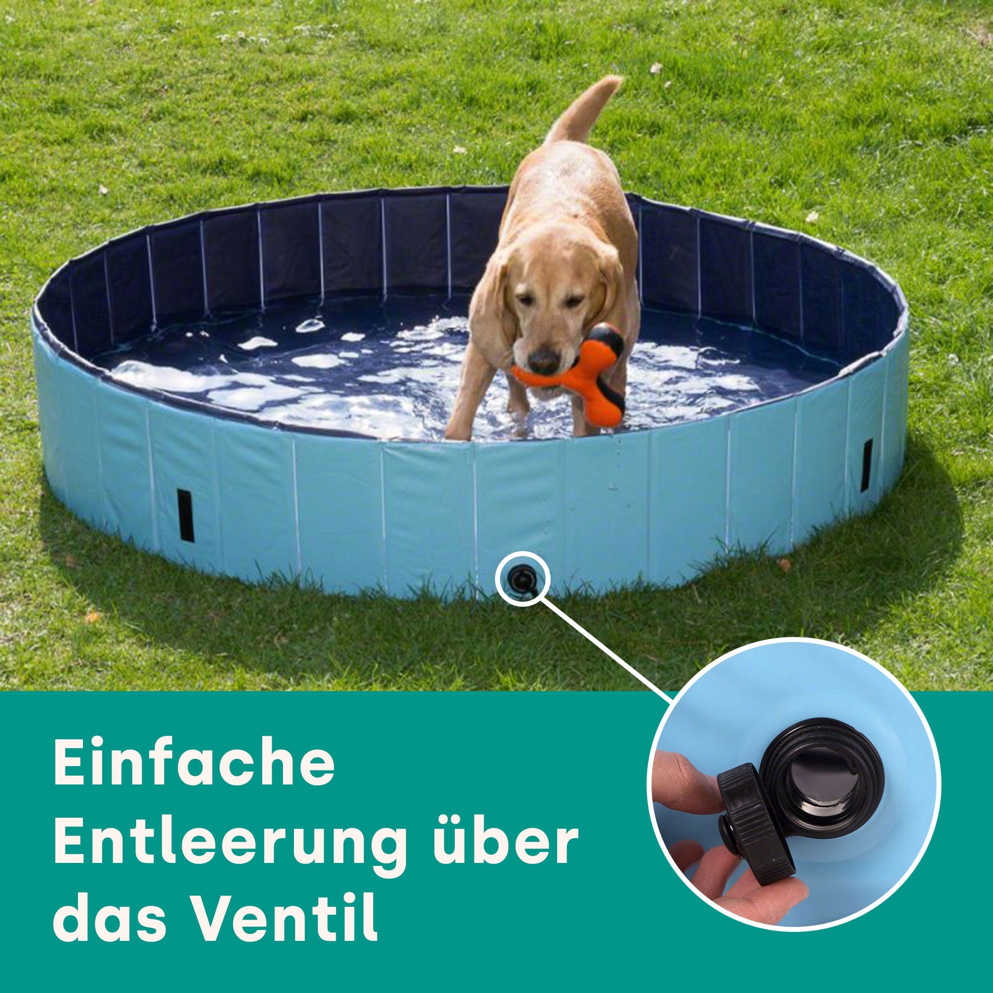 Piscine pour chiens