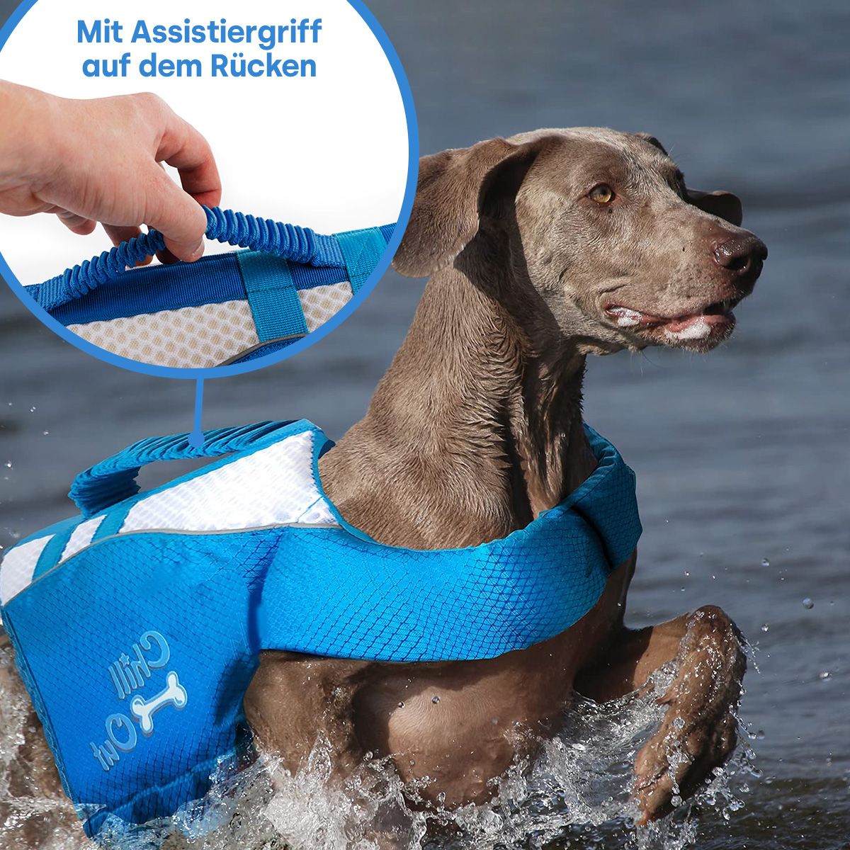 Schwimmweste für Hunde