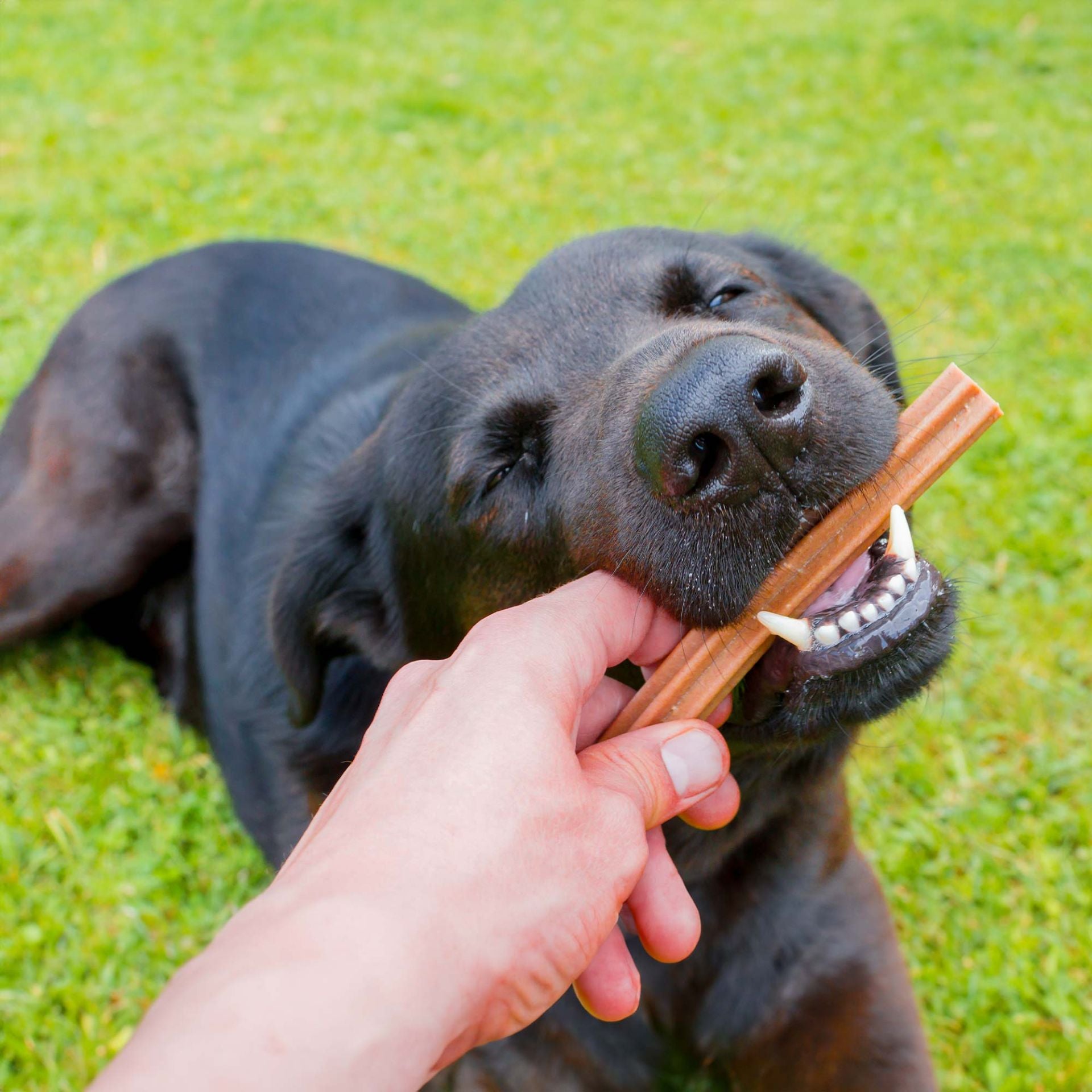 Dental sticks 3 for 2